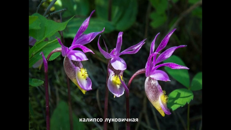 Подосиновики на Кольском полуострове
