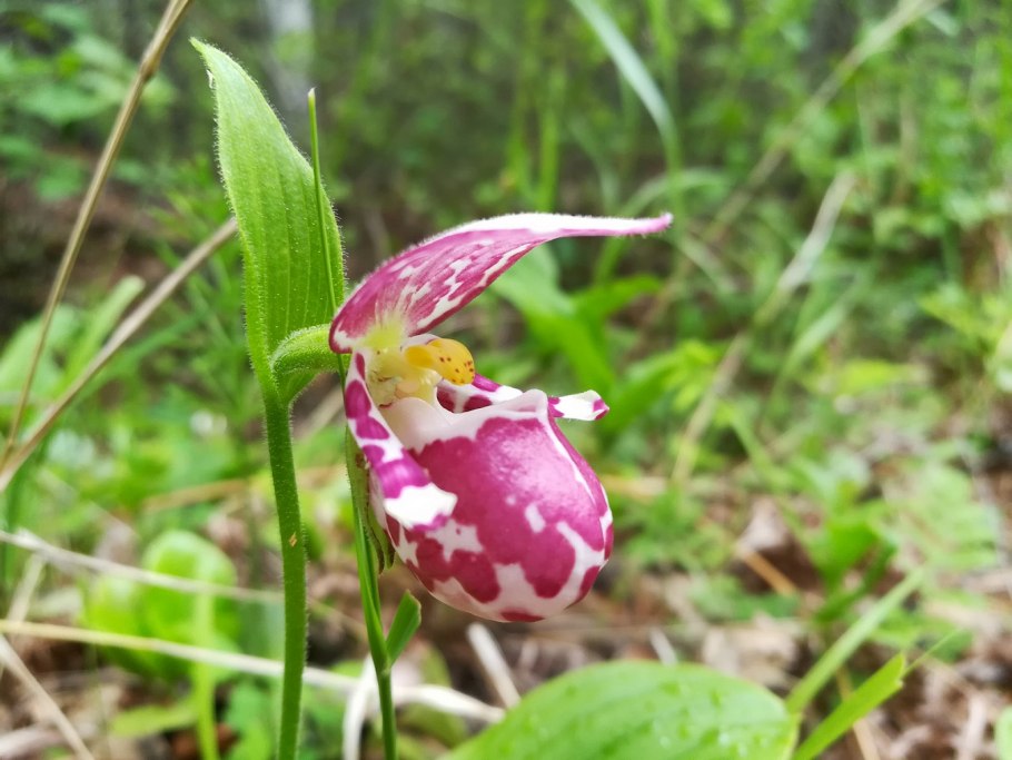 Калипсо луковичная Calypso bulbosa