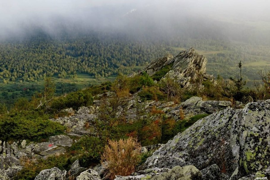 Флора баргузинского заповедника