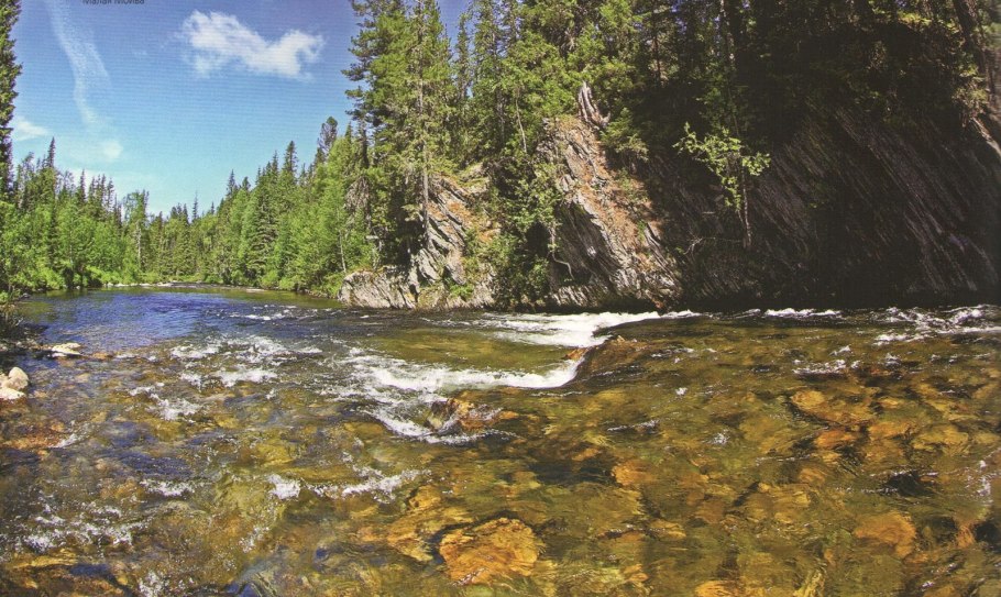 Калипсо луковичная