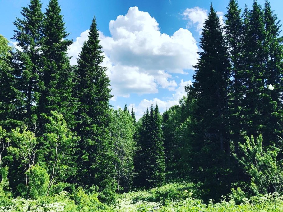 Тайга (хвойные леса) реки Сыктывкар