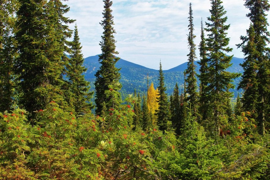 Красноярск лес Тайга