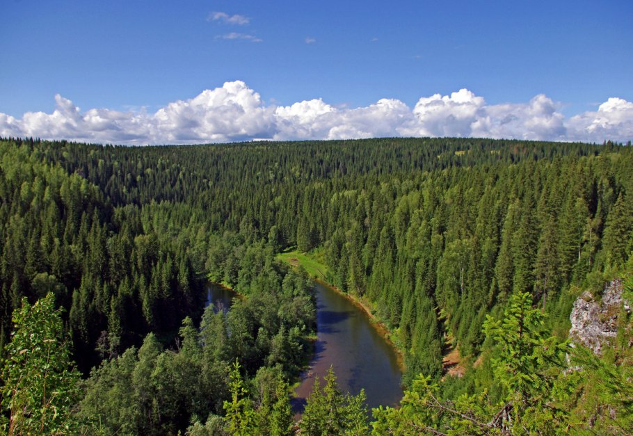 Тайга бореальные леса