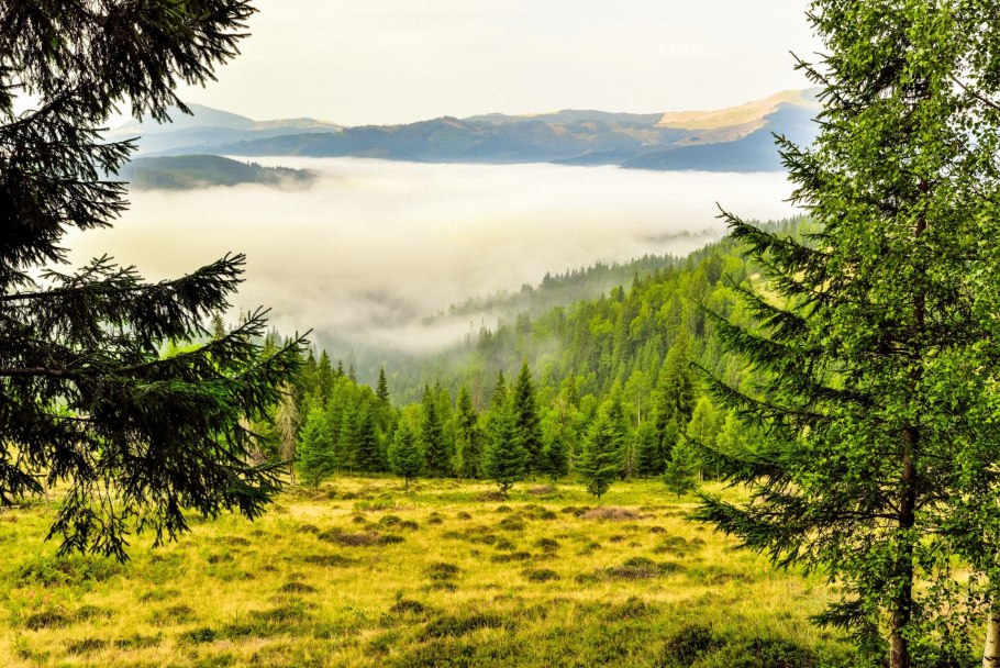 Сибирская Тайга Хамар Дабан