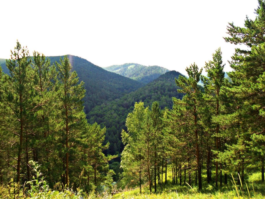 Сибирский лес Сибирская Тайга