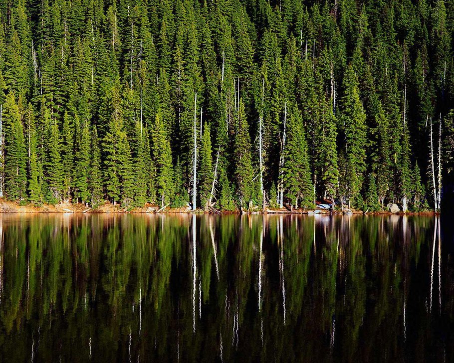 Озеро и лес