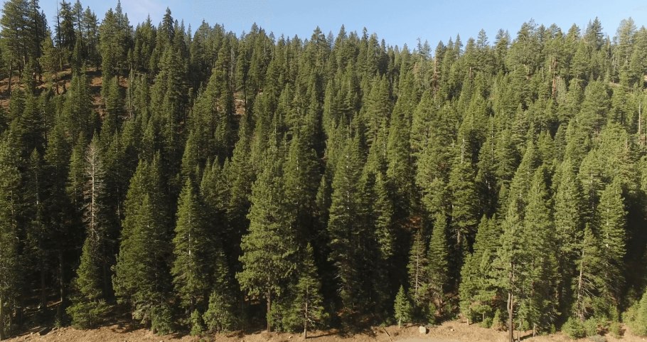 Восточно Сибирская Тайга растительность