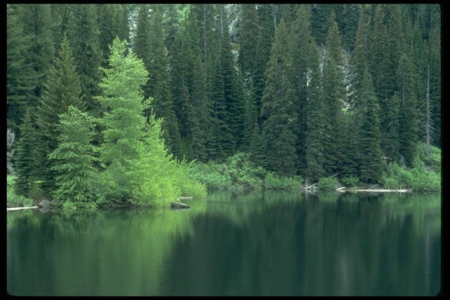 Тайга (хвойные леса) реки сыктывкар