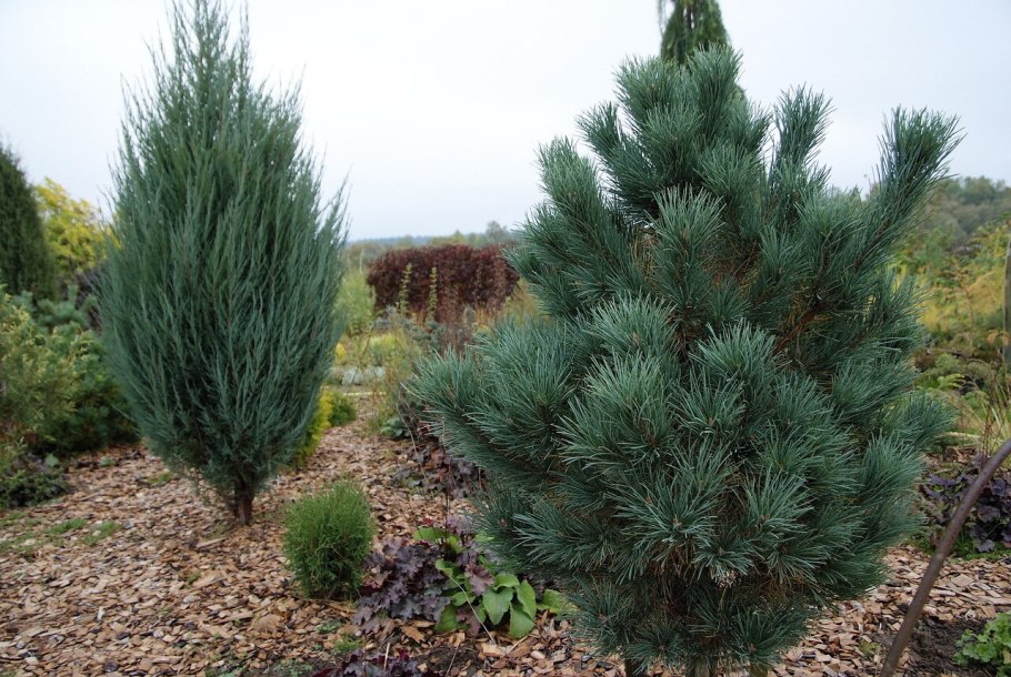 Pinus Sylvestris Watereri