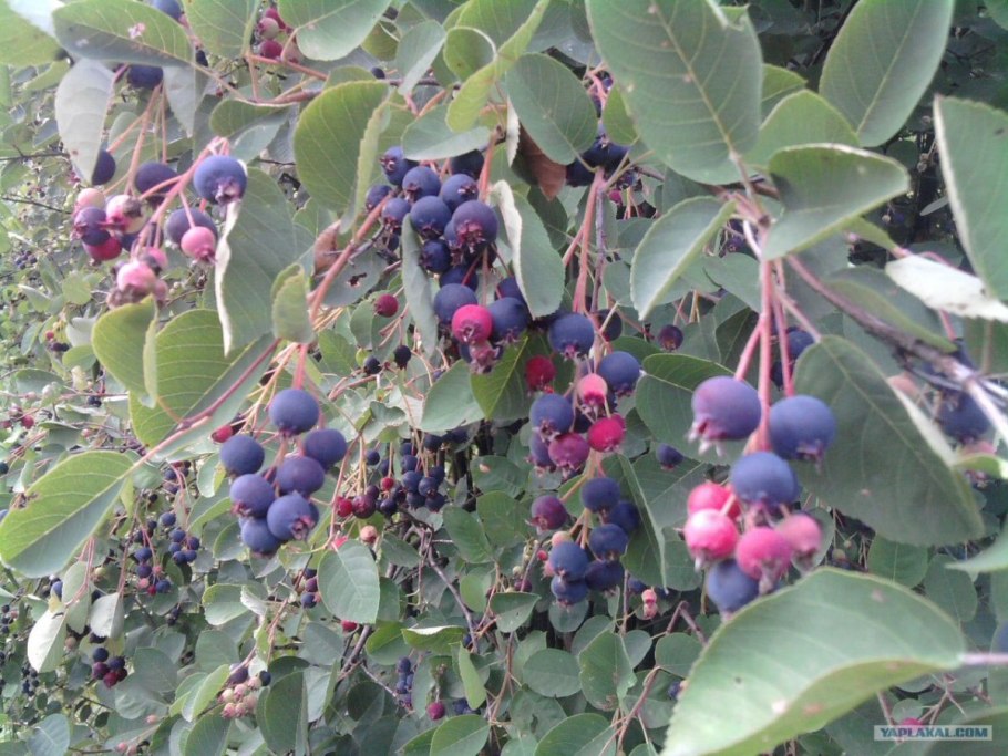 Жимолость съедобная Диана