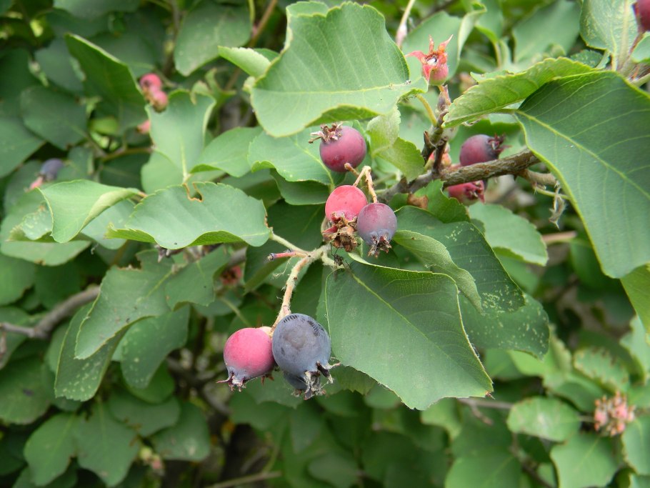 Жимолость кустарник