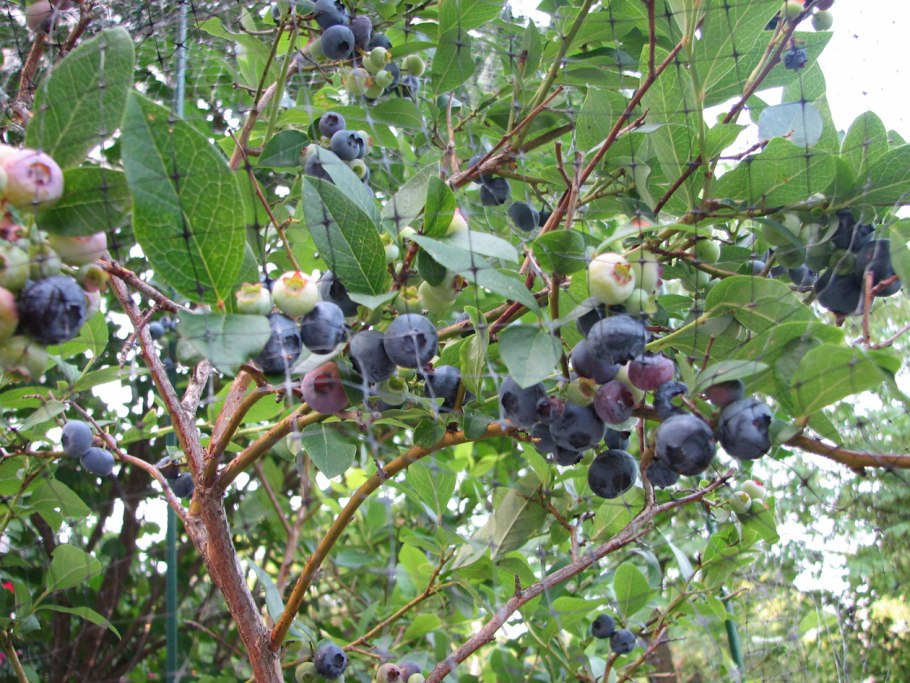 Жимолость синие ягоды