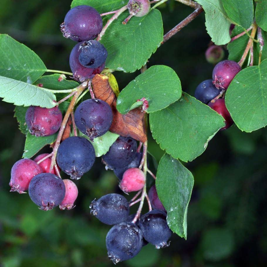 Ежевика Reuben_ Рубен