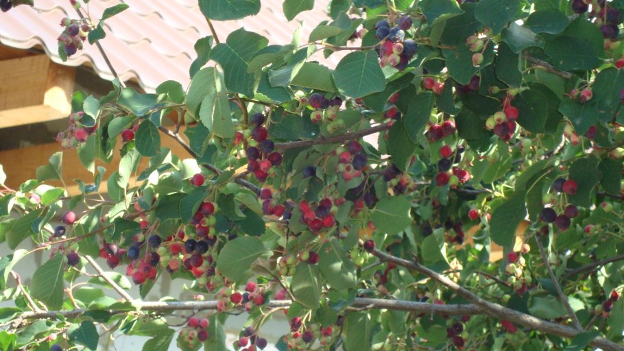 Дачный кустарник ирга