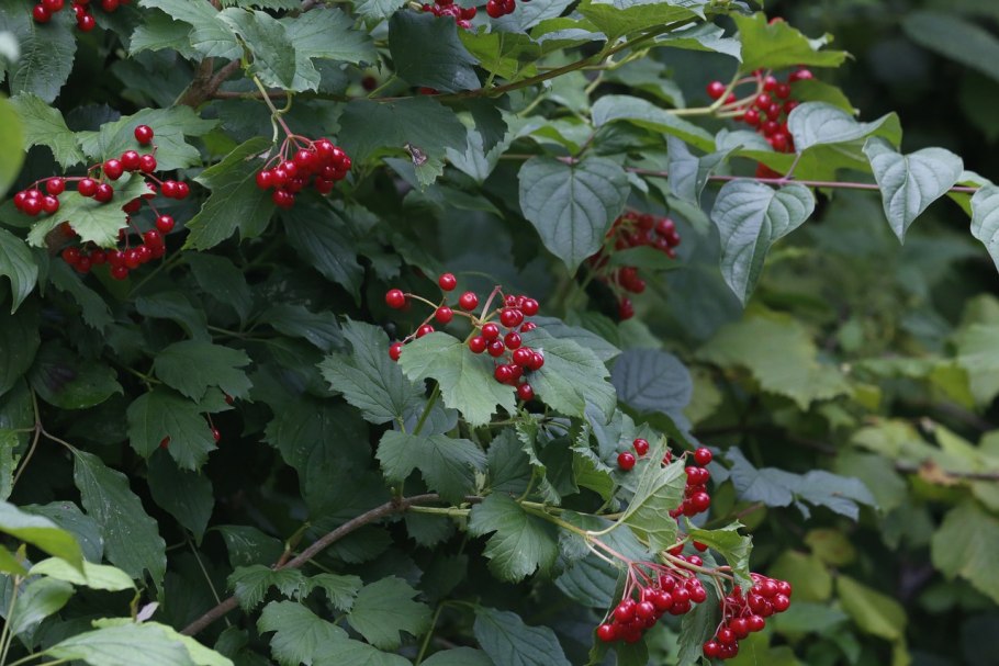 Кизильник dammeri