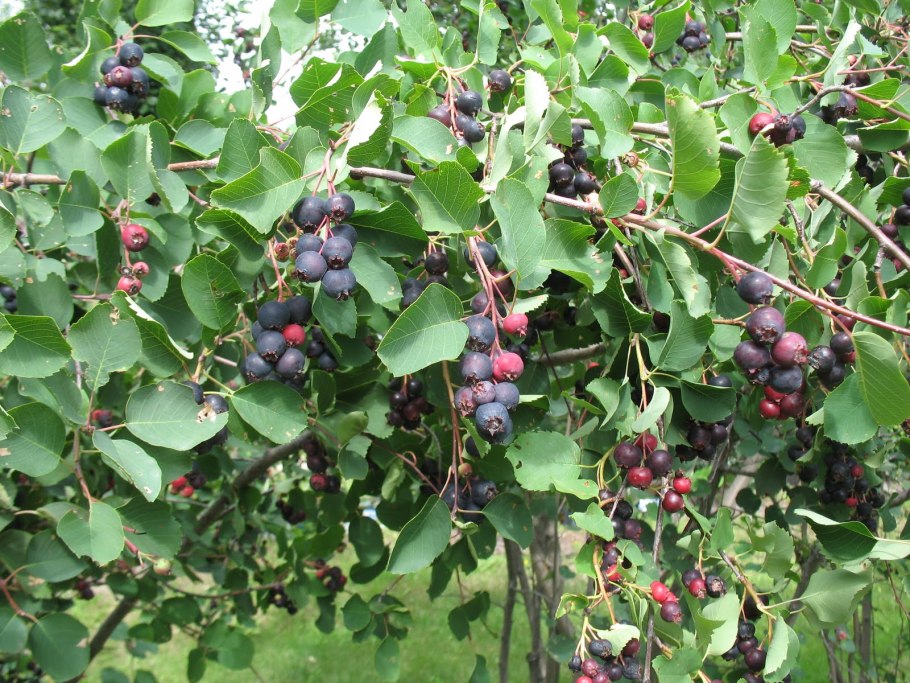 Лимонник Лиана