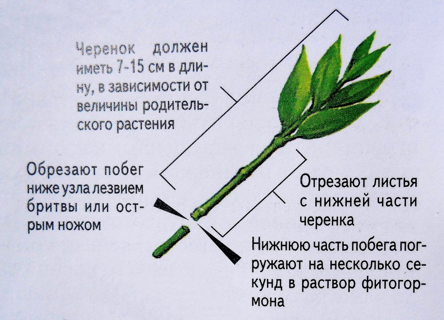 Ветка сирени с почками