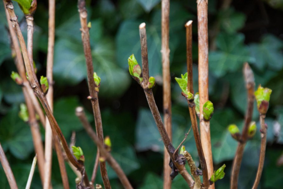 Trifolium spadiceum
