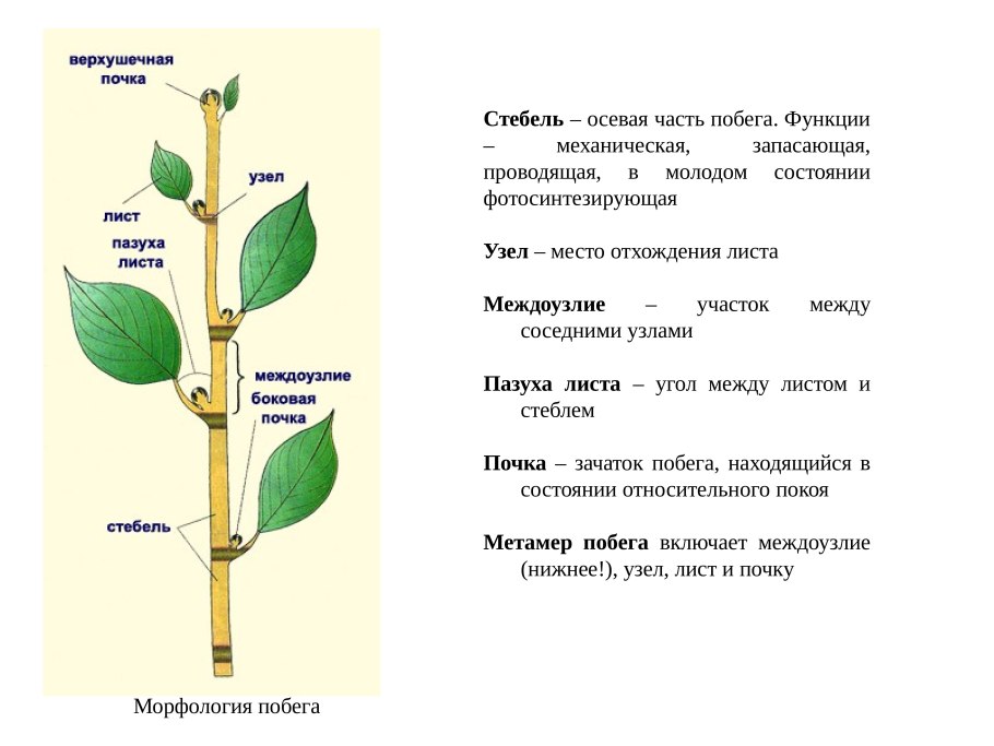 Почки на побегах разных деревьев
