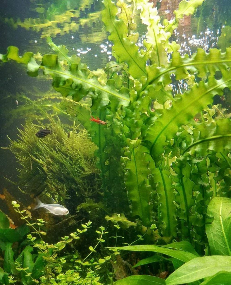 +Aponogeton +abyssinicus