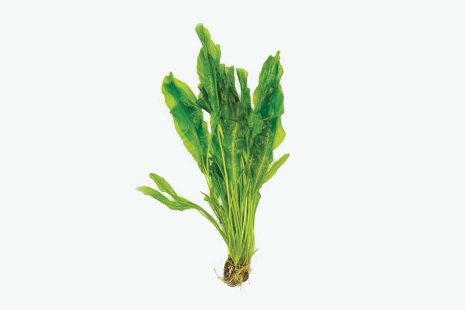 Апоногетон Боивина