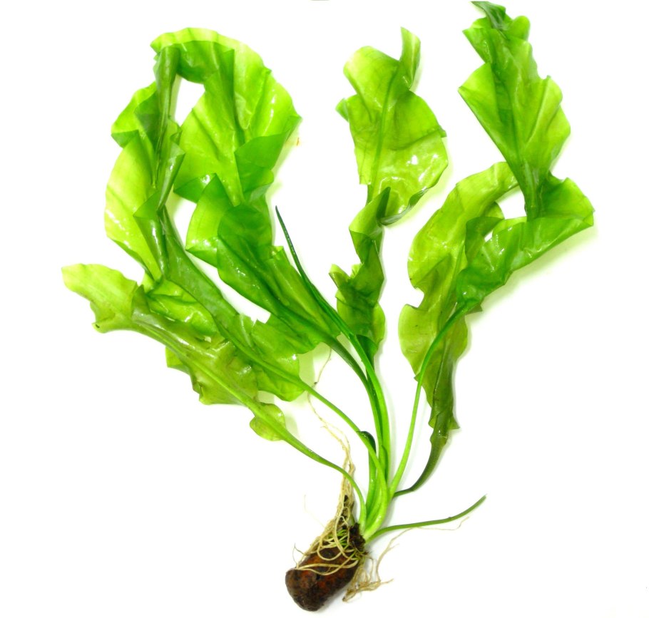 Апоногетон Криспус курчавый