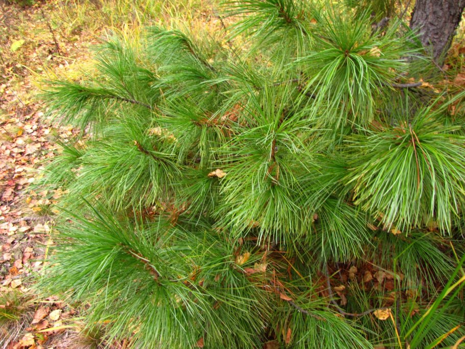 Сосна обыкновенная Pinus Sylvestris l