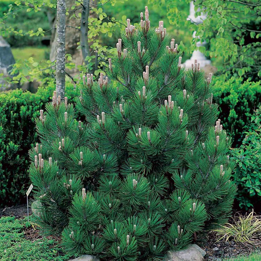 Сосна черная (Pinus nigra)