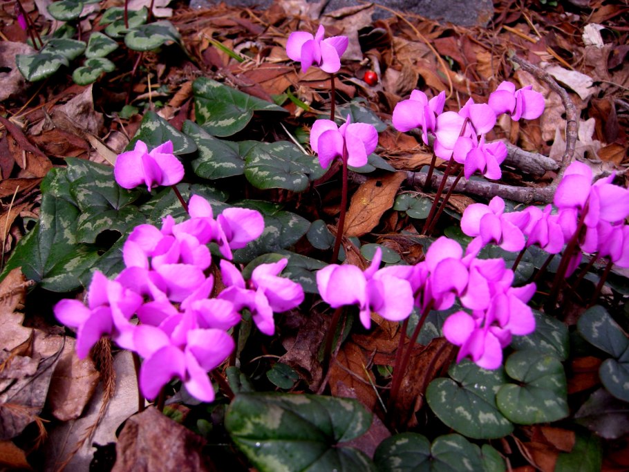 Цикламен PURPURASCENS