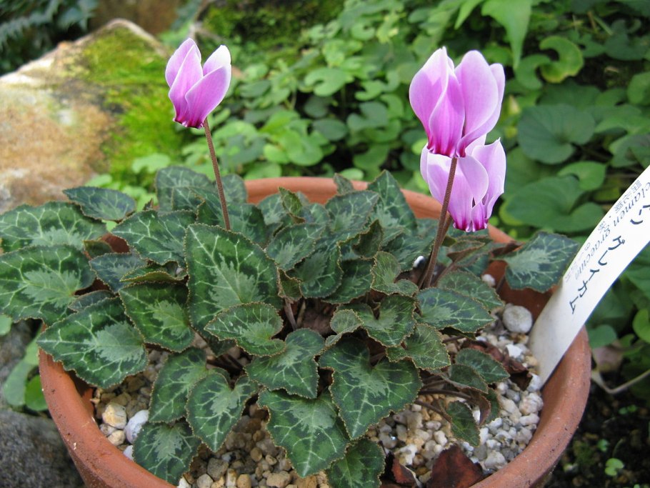 Cyclamen PURPURASCENS клубни