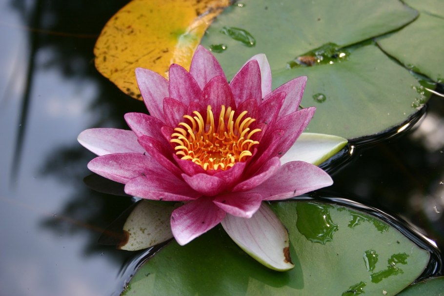 Болото с кувшинками