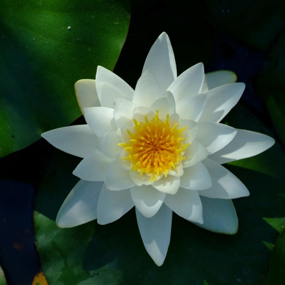 Кувшинка Ландыш