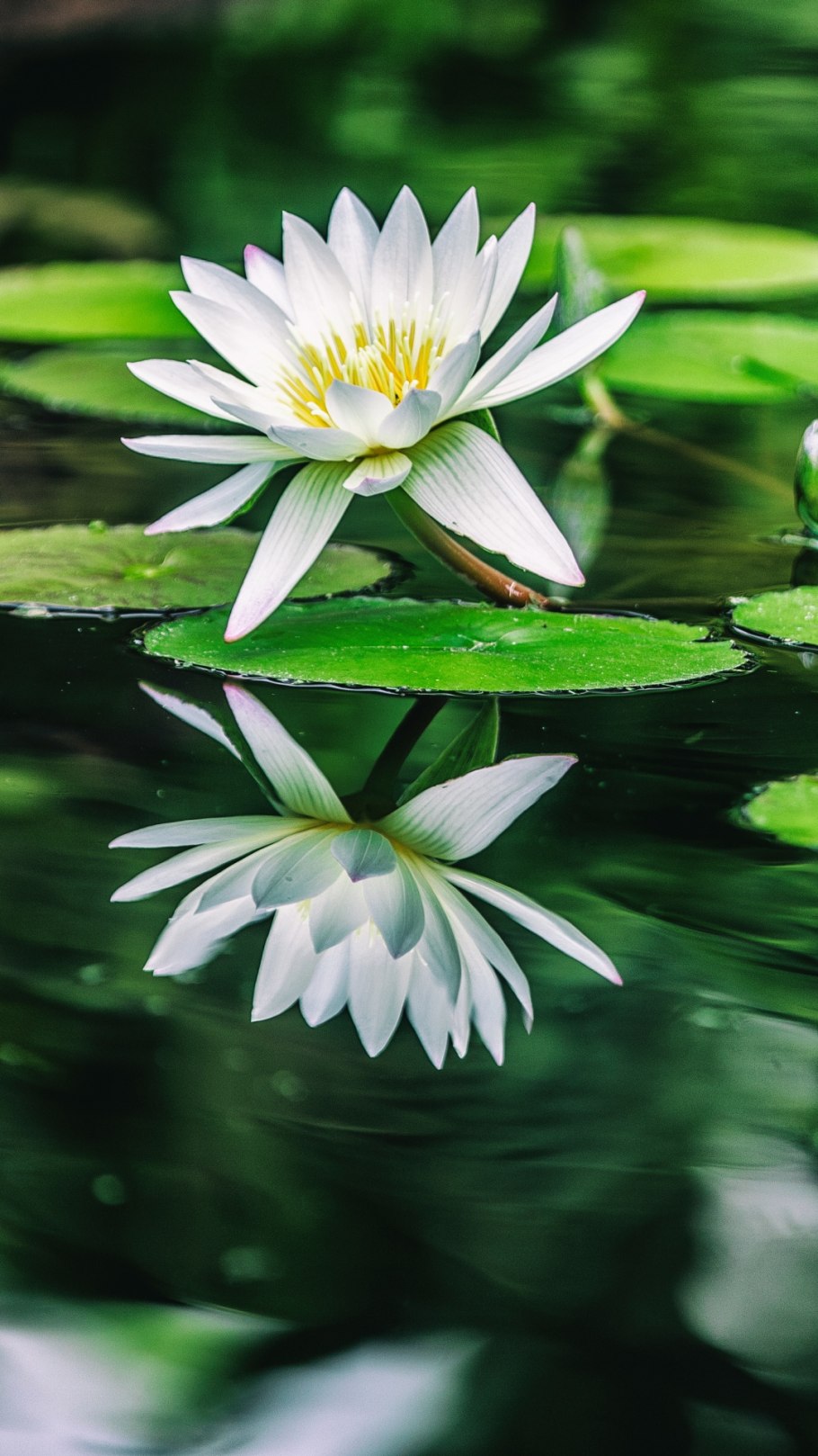 Нимфея микс