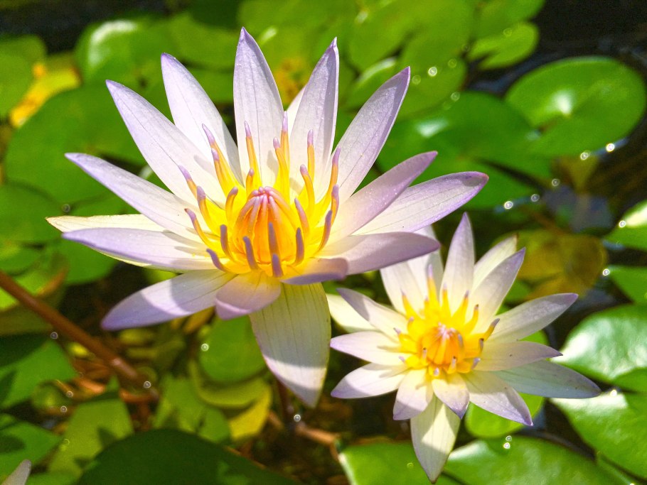 Тысячелепестковый Лотос