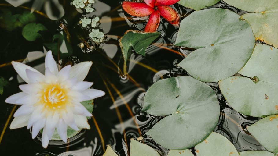 Лотос гидрофит