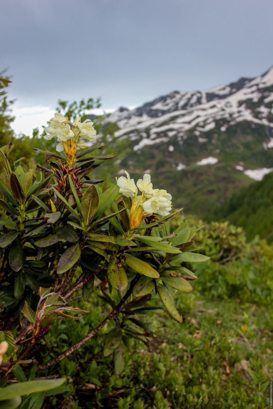 Рододендрон Приэльбрусья