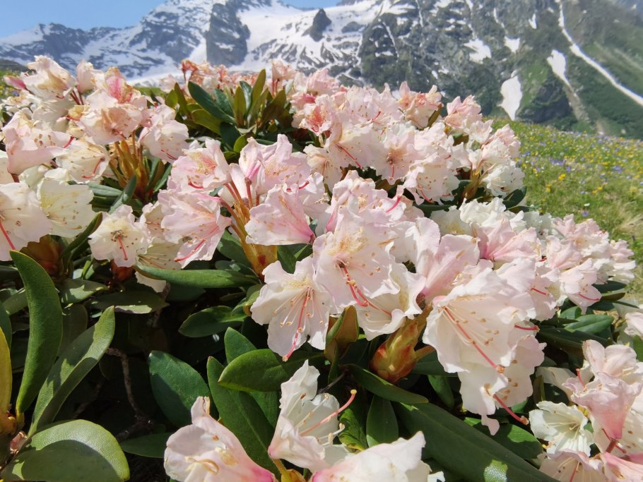 Рододендрон кавказский заповедник