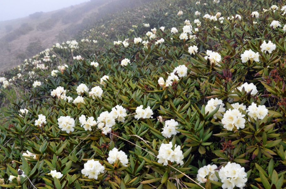 Рододендрон кавказский