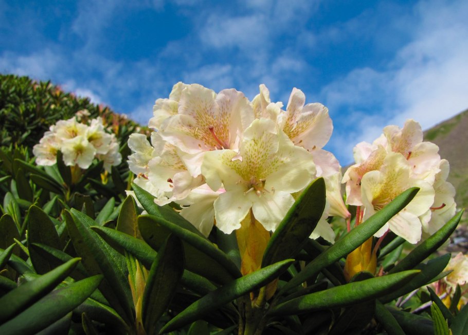 Красная Поляна Сочи горы рододендрон