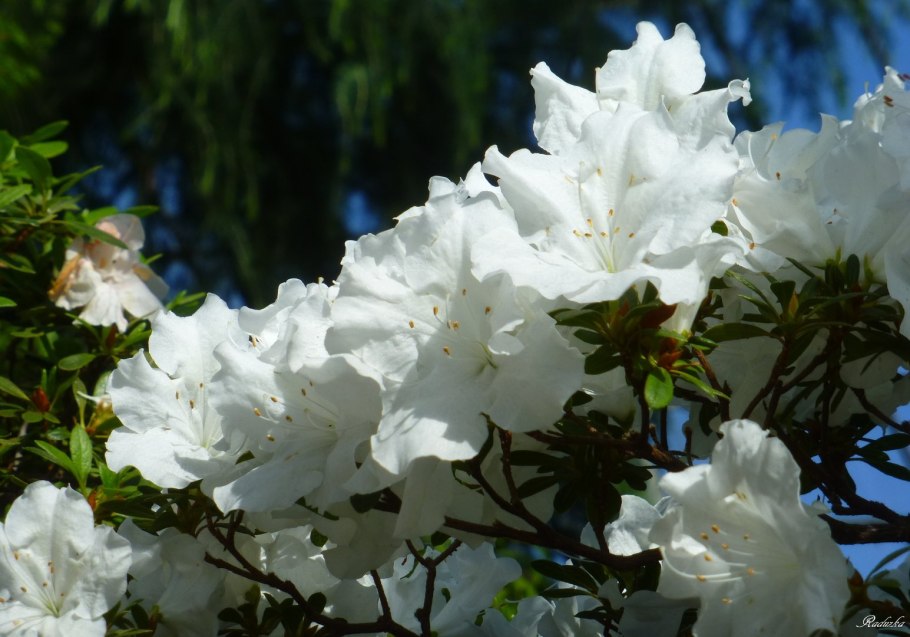 Рододендрон кавказский