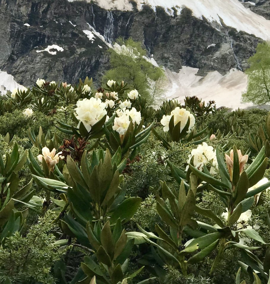 Рододендрон кавказский