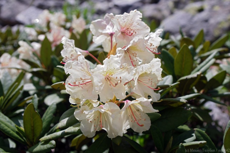 Rhododendron caucasicum