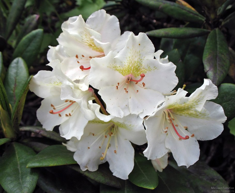 Рододендрон кавказский