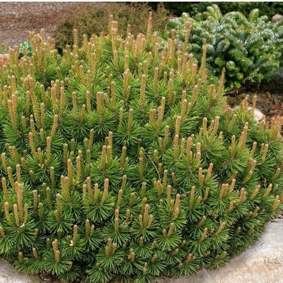 Горная сосна Мугус 80-100 см