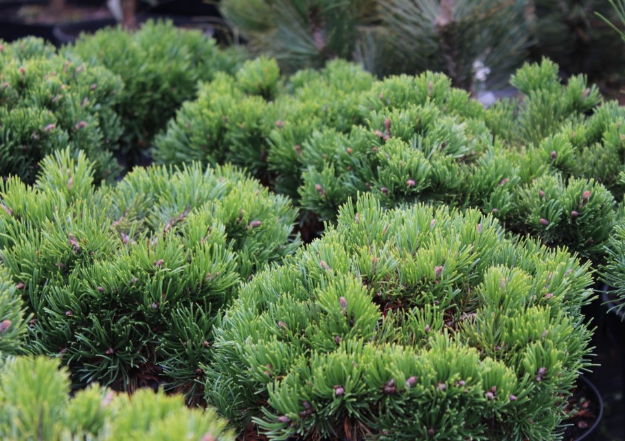 Сосна Горная pumilio Пумилио