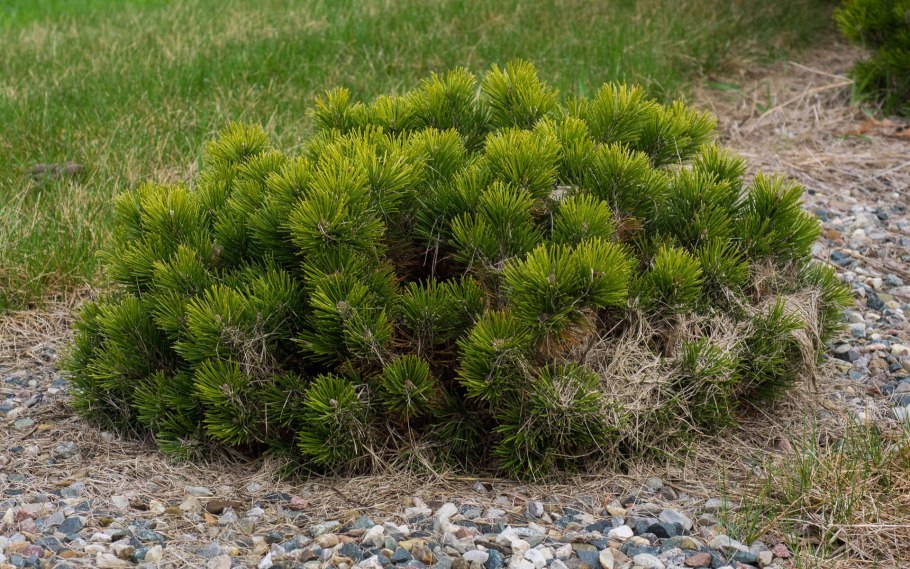 Сосна Горная Мугус у водоема