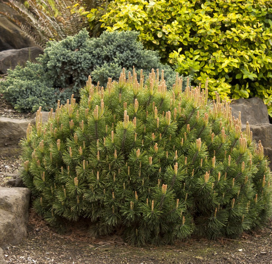 Сосна Горная унцината