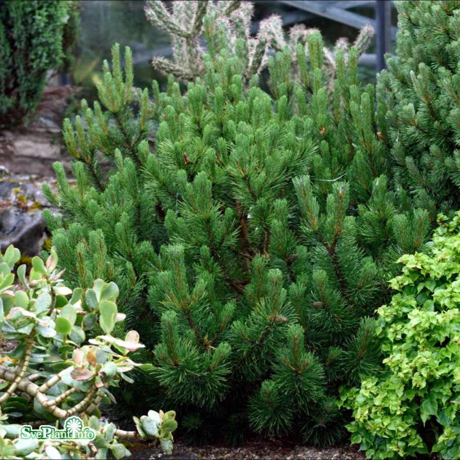 Сосна Горная Мугус