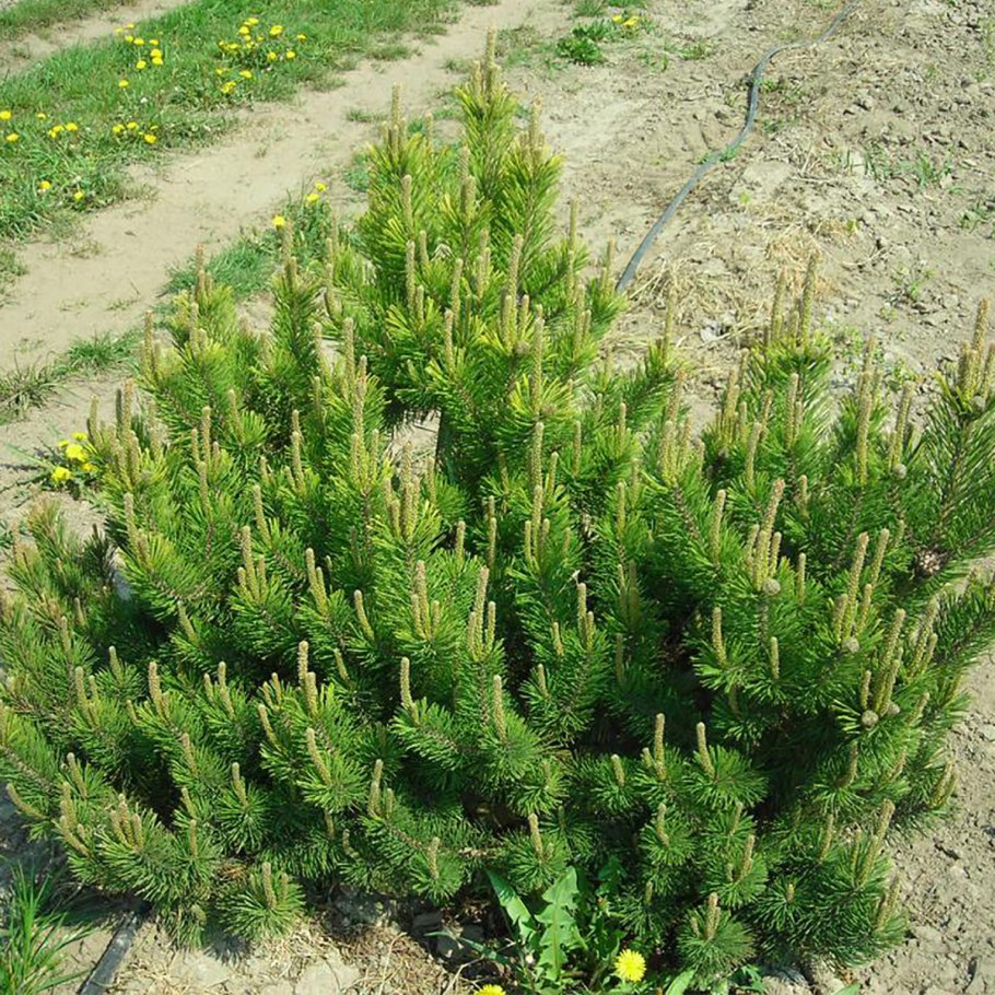 Сосна Горная pumilio Пумилио