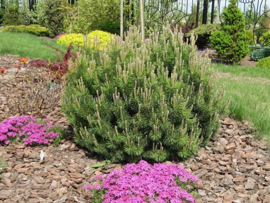 Сосна Горная Мугус